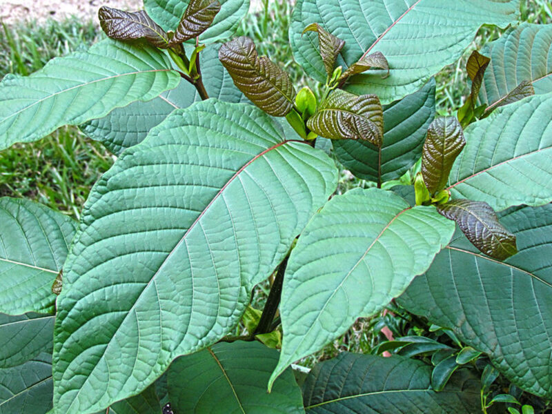 Is Kratom Legal In Your State?